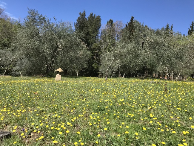 Frühlingszeit ist Blütenzeit